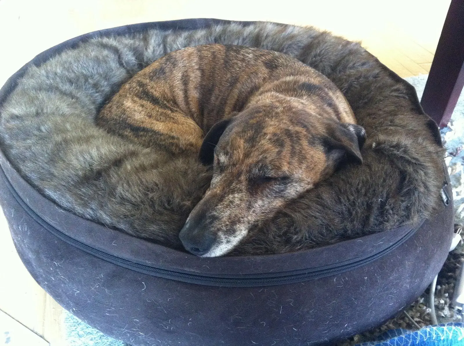 A brindle dog curled up asleep in a round, fur-lined pet bed